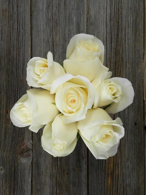 WHITE CHOCOLATE CREAM ROSES